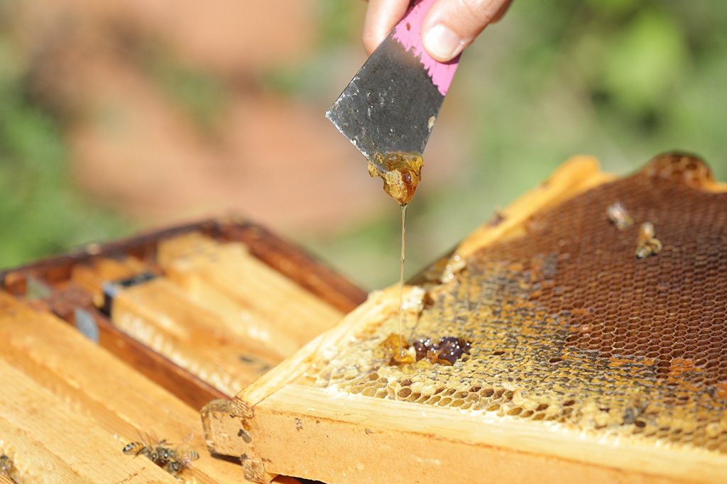 所沢産はちみつ/新春ぼたん展(埼玉県/東松山市)