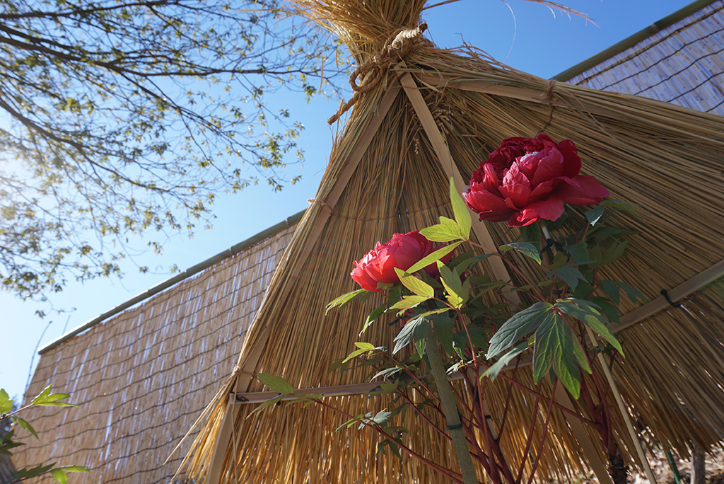 新春ぼたん展（埼玉県/東松山市）