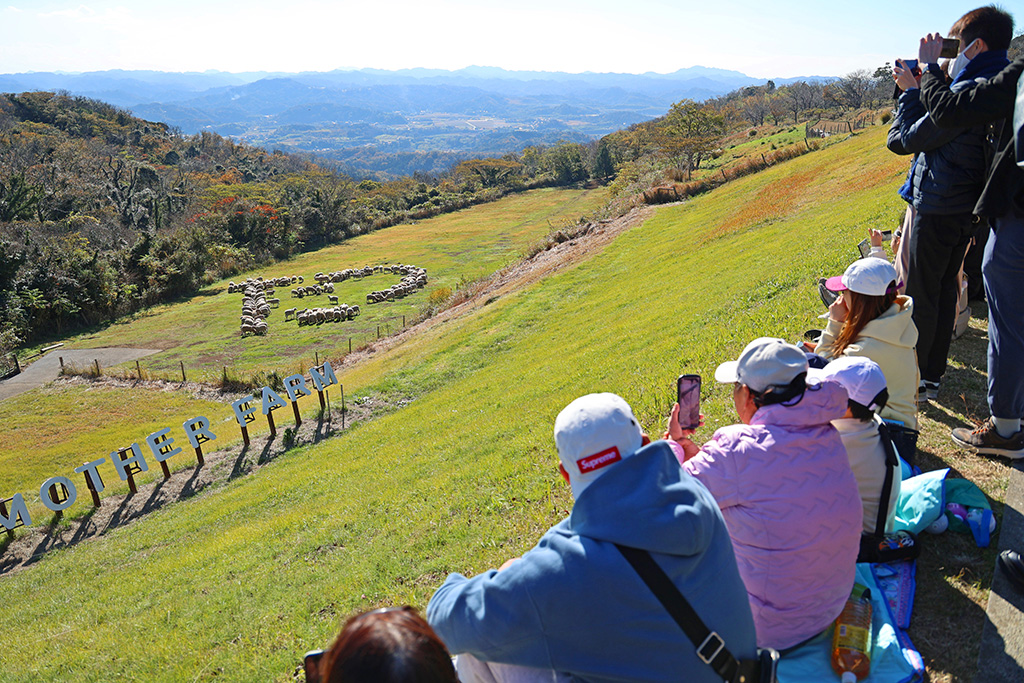 ひつじが2024年の干支「たつ」の文字を描く様子/マザー牧場（千葉県/富津市）