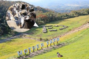 千葉・マザー牧場で「ひつじの大行進~たつ年編~」開催中!約200頭の羊たちが2024年の干支を描く