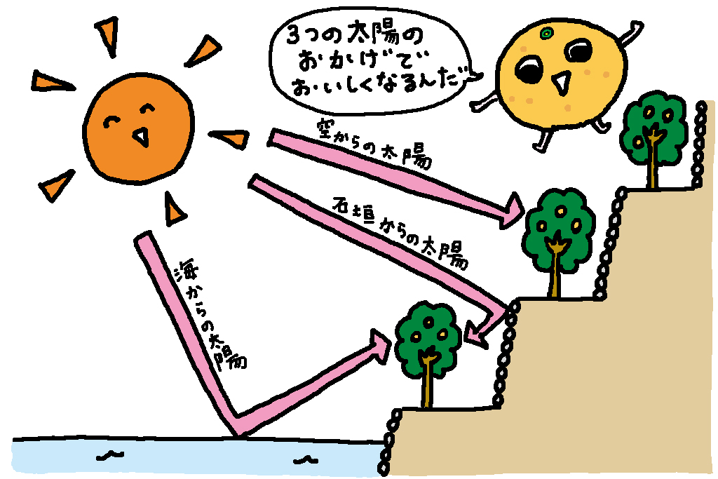 みかん/愛媛県の特産品