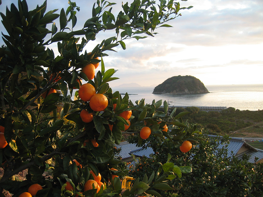 友浦園芸（愛媛県/今治市）