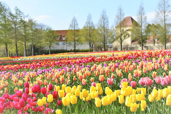一面に咲くコスモス／滋賀農業公園ブルーメの丘（滋賀県／蒲生郡日野町）