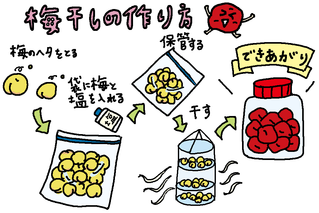 梅干しの作り方/和歌山県の特産品「梅干し」