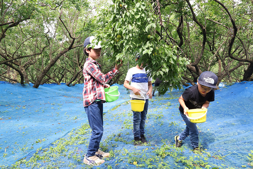 てらがき農園（和歌山県/みなべ町）