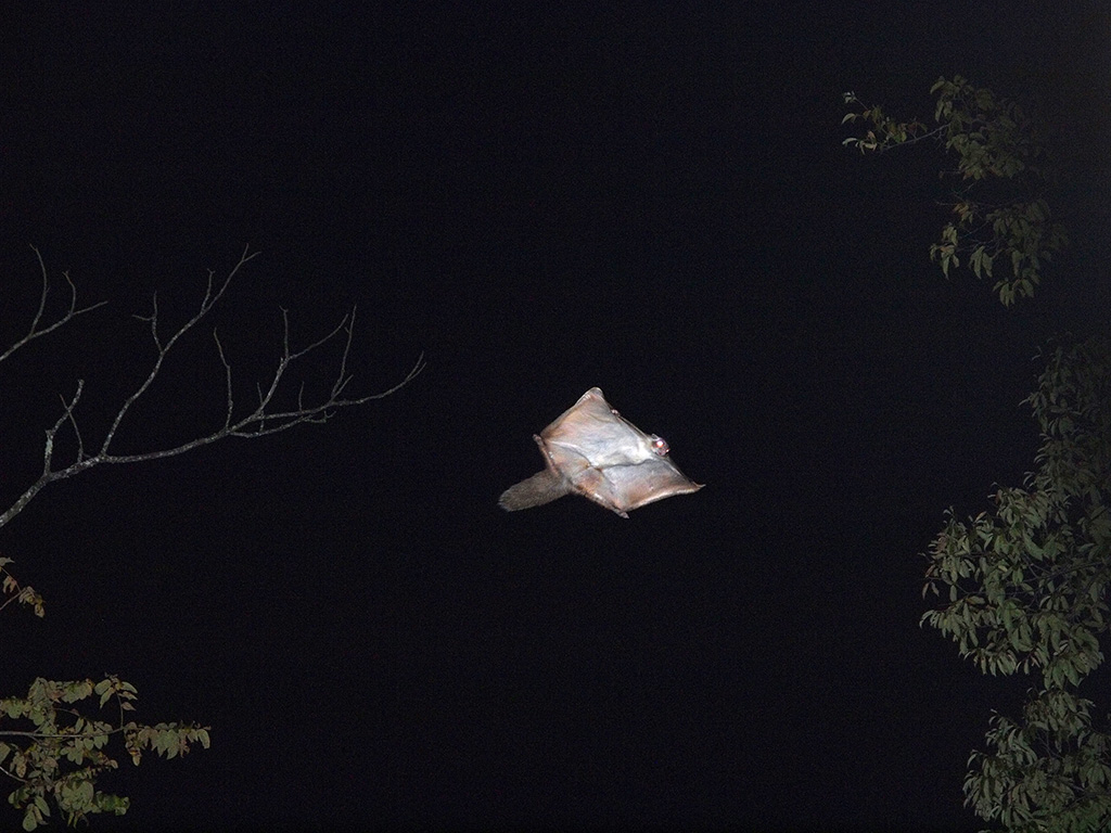 空飛ぶムササビウォッチング/ピッキオ(長野県/軽井沢町)