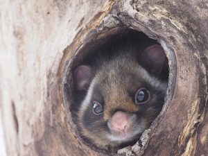 長野・ピッキオで野生のムササビを観察するツアー「空飛ぶムササビウォッチング」が3/8~開催