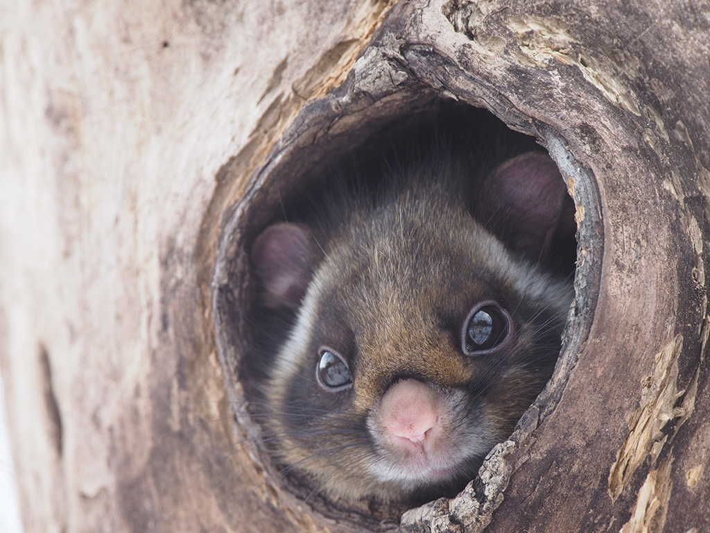 空飛ぶムササビウォッチング/ピッキオ（長野県/軽井沢町）