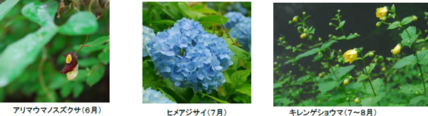 牧野の足あと ～博士と関西の仲間たち～/六甲高山植物園（兵庫県/神戸市）