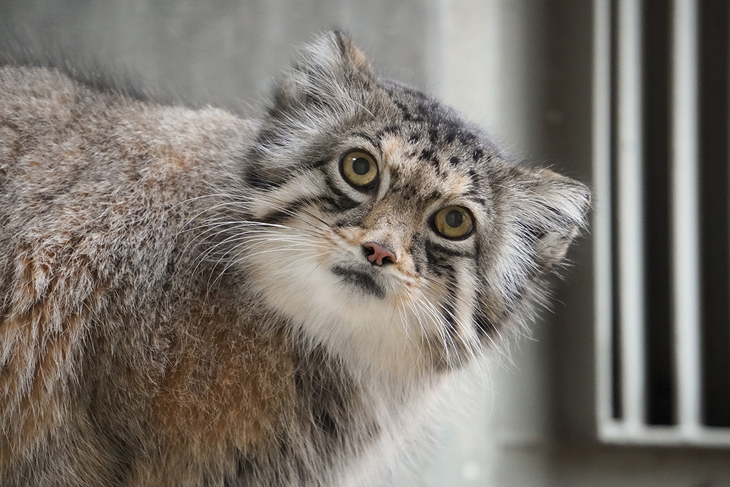 マヌルネコ「ハニー」/東山動植物園（愛知県／名古屋市）