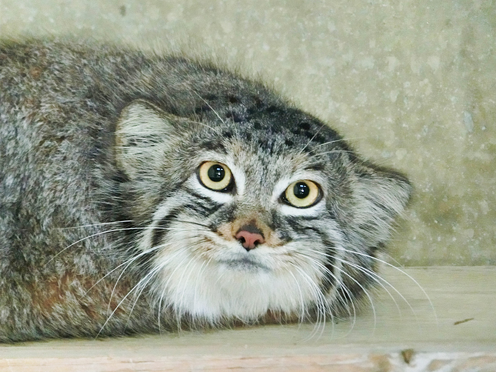 マヌルネコ「ミーニャ」/東山動植物園（愛知県／名古屋市）