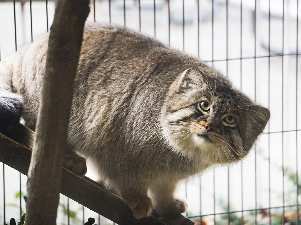 マヌルネコ「エル」/東山動植物園（愛知県／名古屋市）