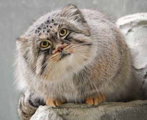 マヌルネコに会える7つの動物園を紹介！性格や生態、もふもふの冬毛も解説