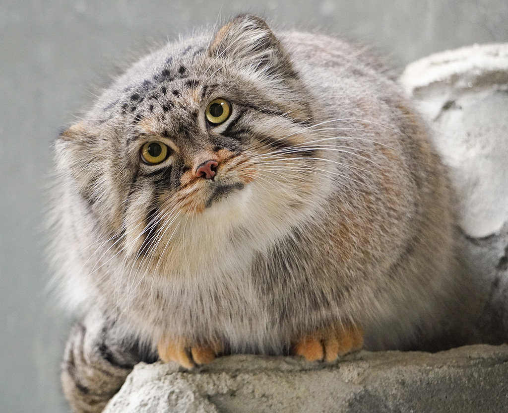 マヌルネコの「エル」/東山動植物園（愛知県／名古屋市）