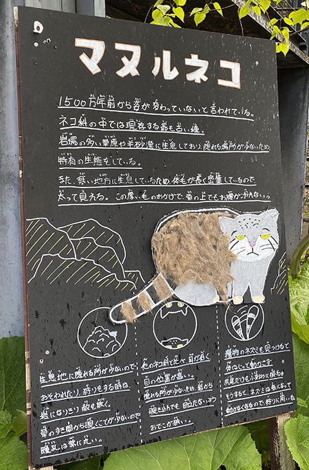 マヌルネコの解説板/旭川市旭山動物園（北海道／旭川市）