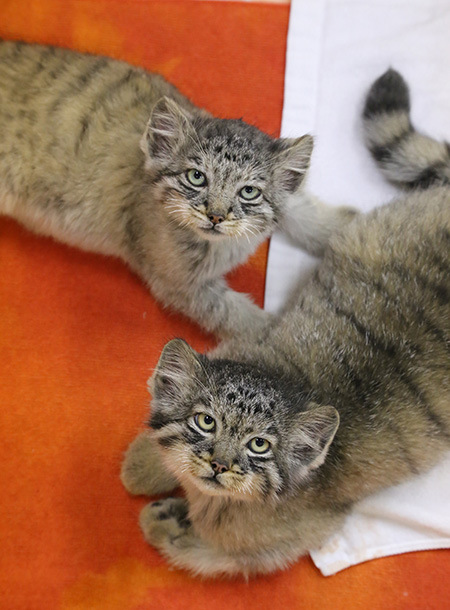 マヌルネコ「アズ」と「エル」/那須どうぶつ王国（栃木県／那須町）