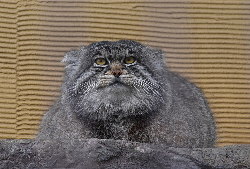 マヌルネコ「グルーシャ」/旭川市旭山動物園（北海道／旭川市）