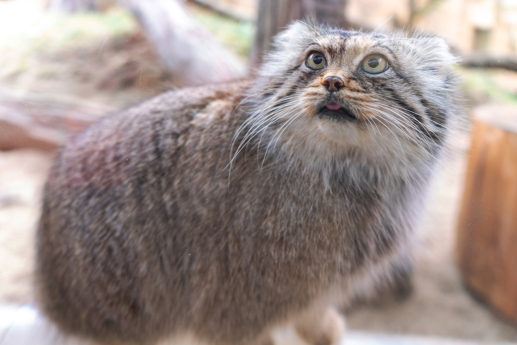 マヌルネコ「ポリー」/那須どうぶつ王国（栃木県／那須町）