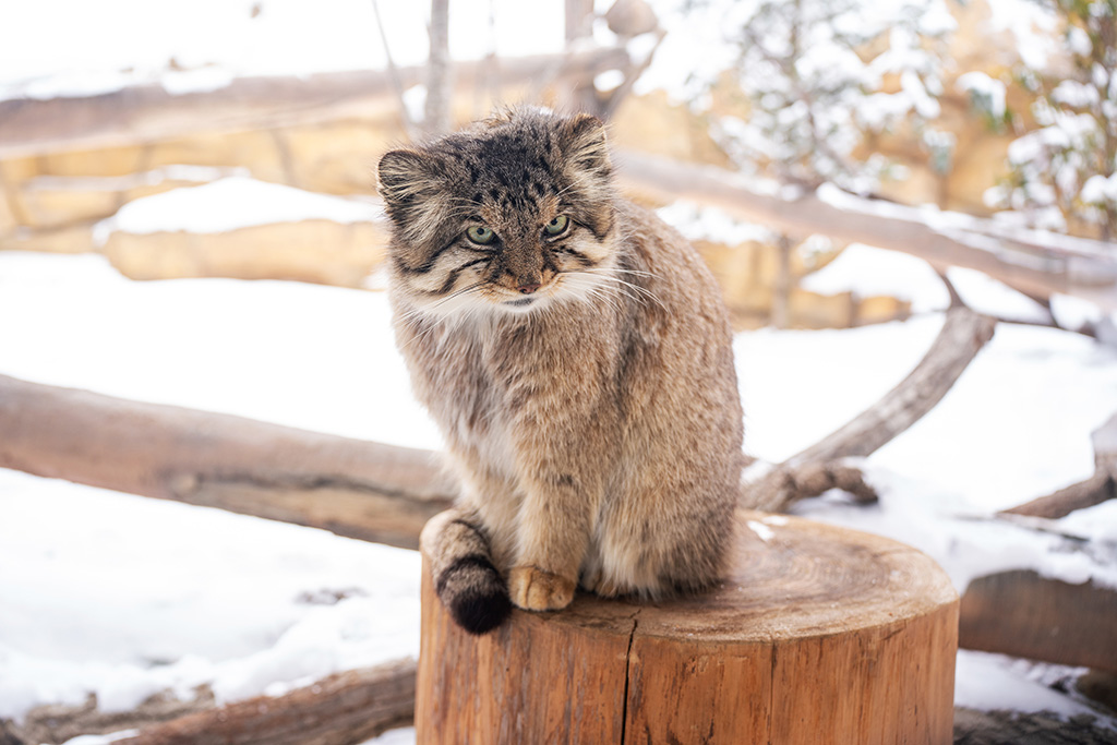 マヌルネコ「ボル」/那須どうぶつ王国（栃木県／那須町）