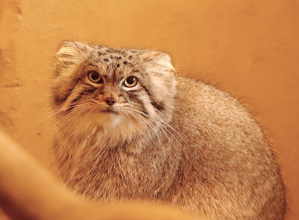 マヌルネコ「オリーヴァ」/埼玉県こども動物自然公園（埼玉県／東松山市）