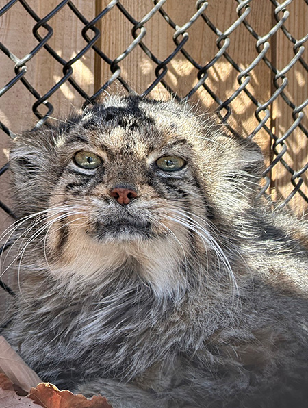 マヌルネコ「タビー」/埼玉県こども動物自然公園（埼玉県／東松山市）
