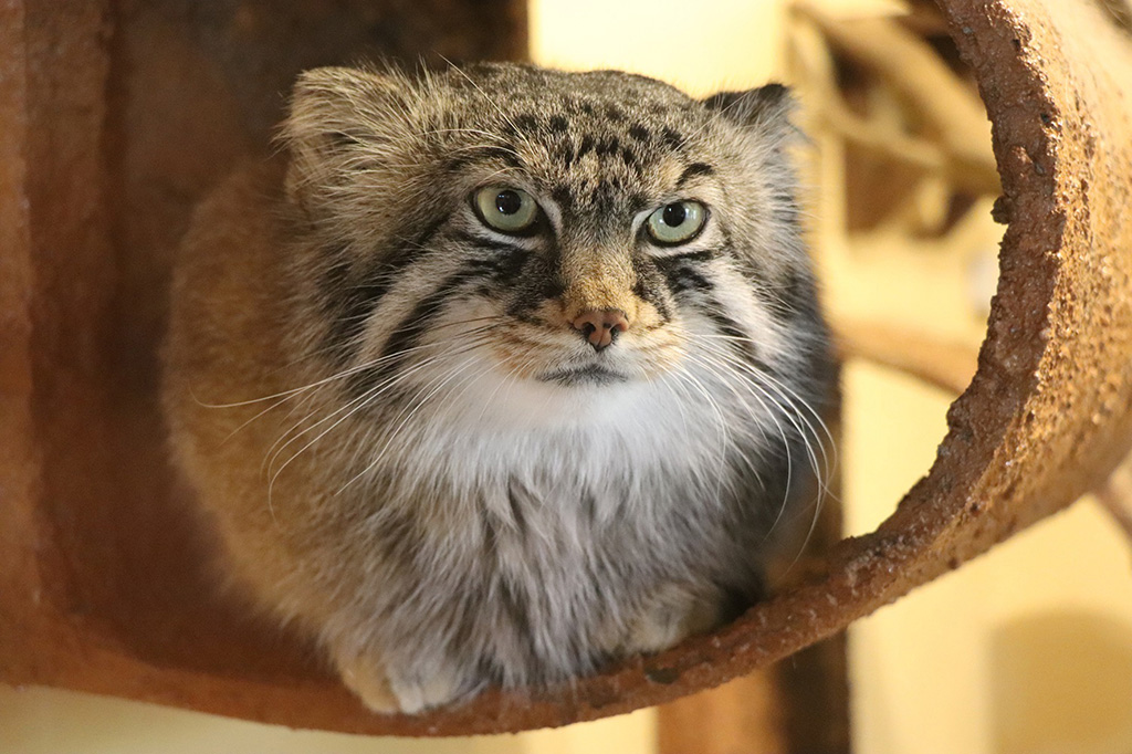 マヌルネコ「ロータス」/埼玉県こども動物自然公園（埼玉県／東松山市）