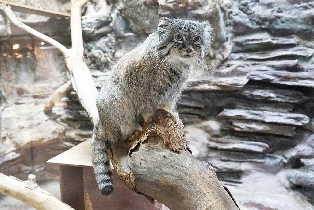 木の上からコチラを見るマヌルネコ/東京都恩賜上野動物園（東京都／台東区）