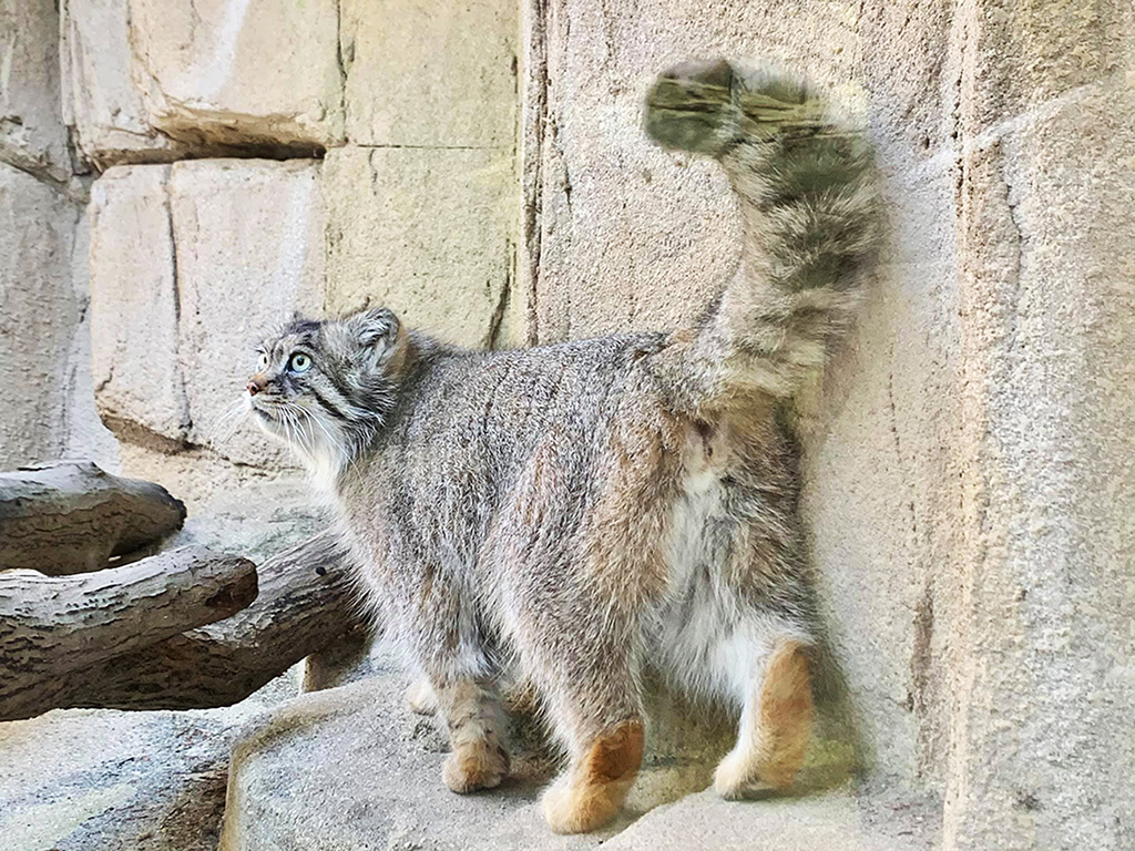 マヌルネコ「ポリー」那須どうぶつ王国（栃木県／那須町）