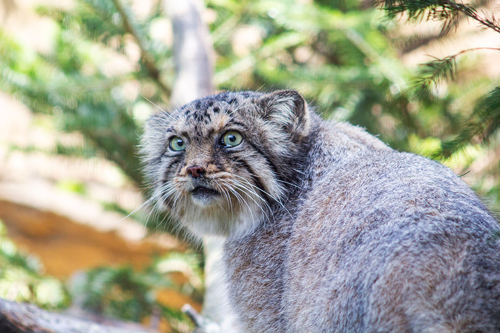 マヌルネコ「ボル」/那須どうぶつ王国（栃木県／那須町）