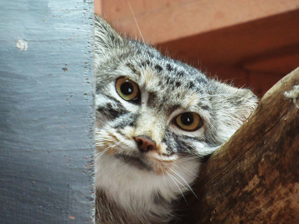 マヌルネコ「オリーヴァ」/埼玉県こども動物自然公園（埼玉県）