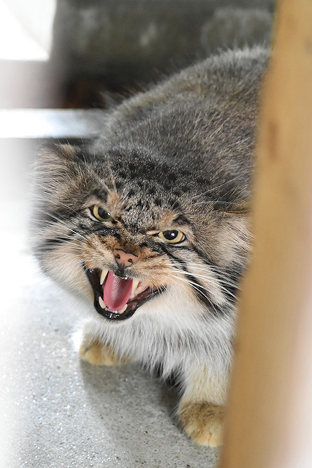 マヌルネコ「エル」/東山動植物園（愛知県／名古屋市）