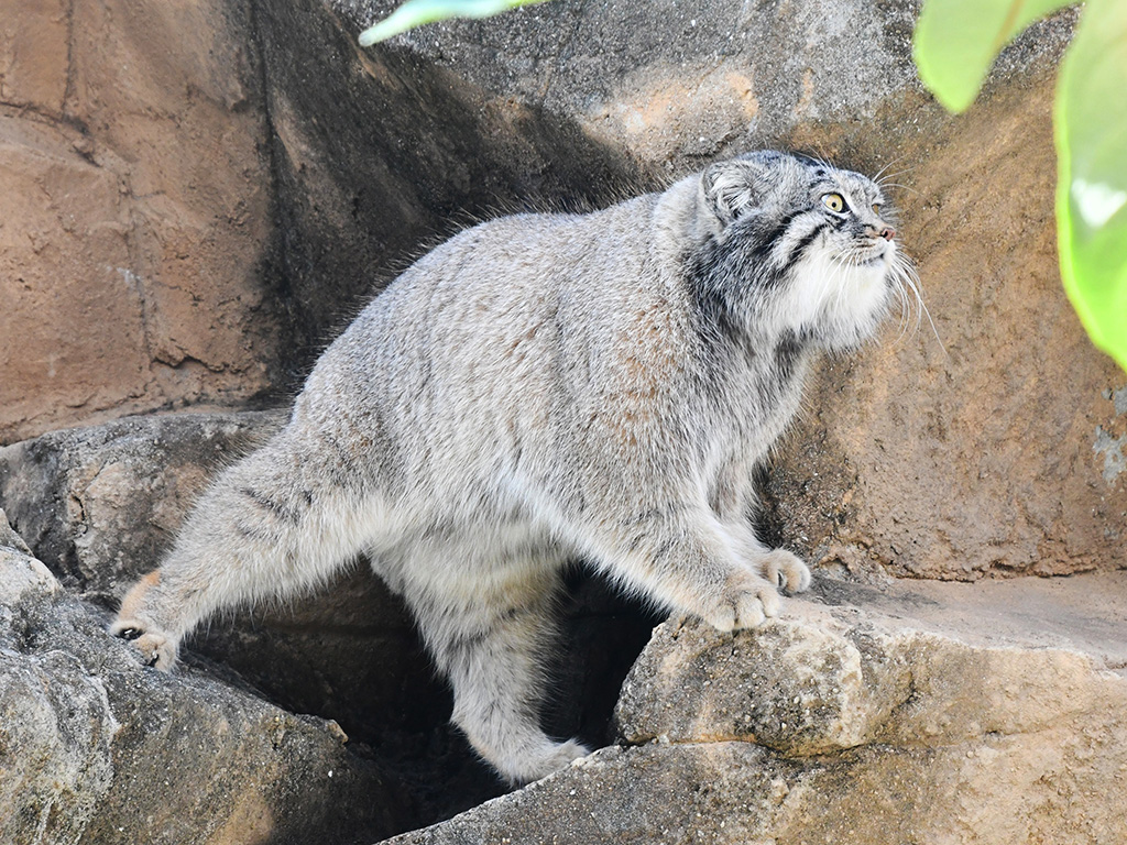 マヌルネコ「イーリス」/神戸市立王子動物園（兵庫県／神戸市）