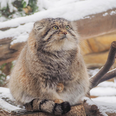 マヌルネコ/那須どうぶつ王国（栃木県／那須町）