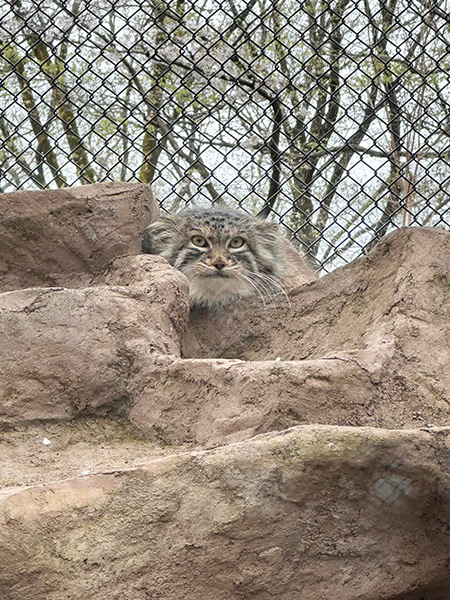 マヌルネコ「オリーヴァ」/埼玉県こども動物自然公園（埼玉県）