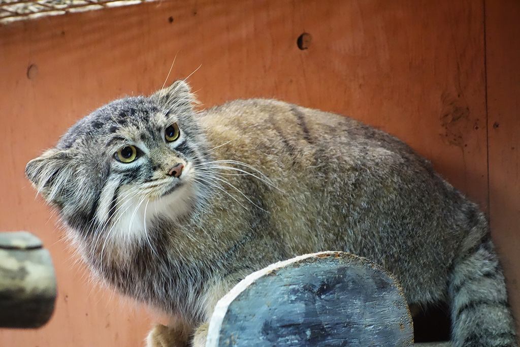 マヌルネコ「オリーヴァ」/埼玉県こども動物自然公園（埼玉県）