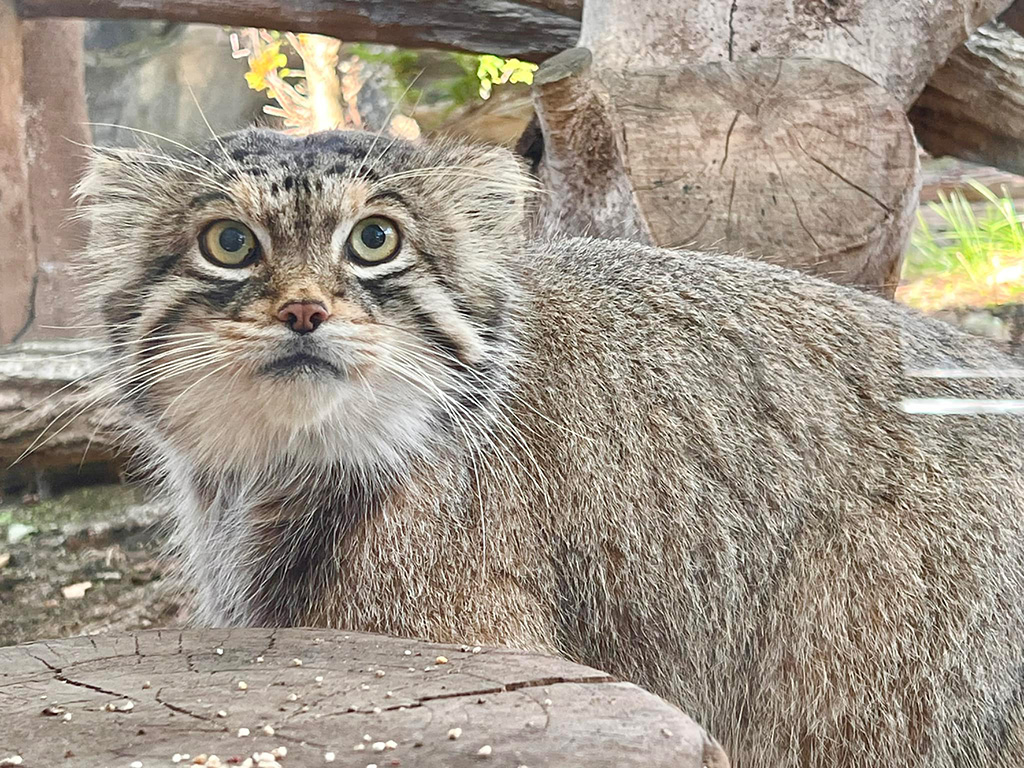 マヌルネコ「レフ」/那須どうぶつ王国（栃木県／那須町）