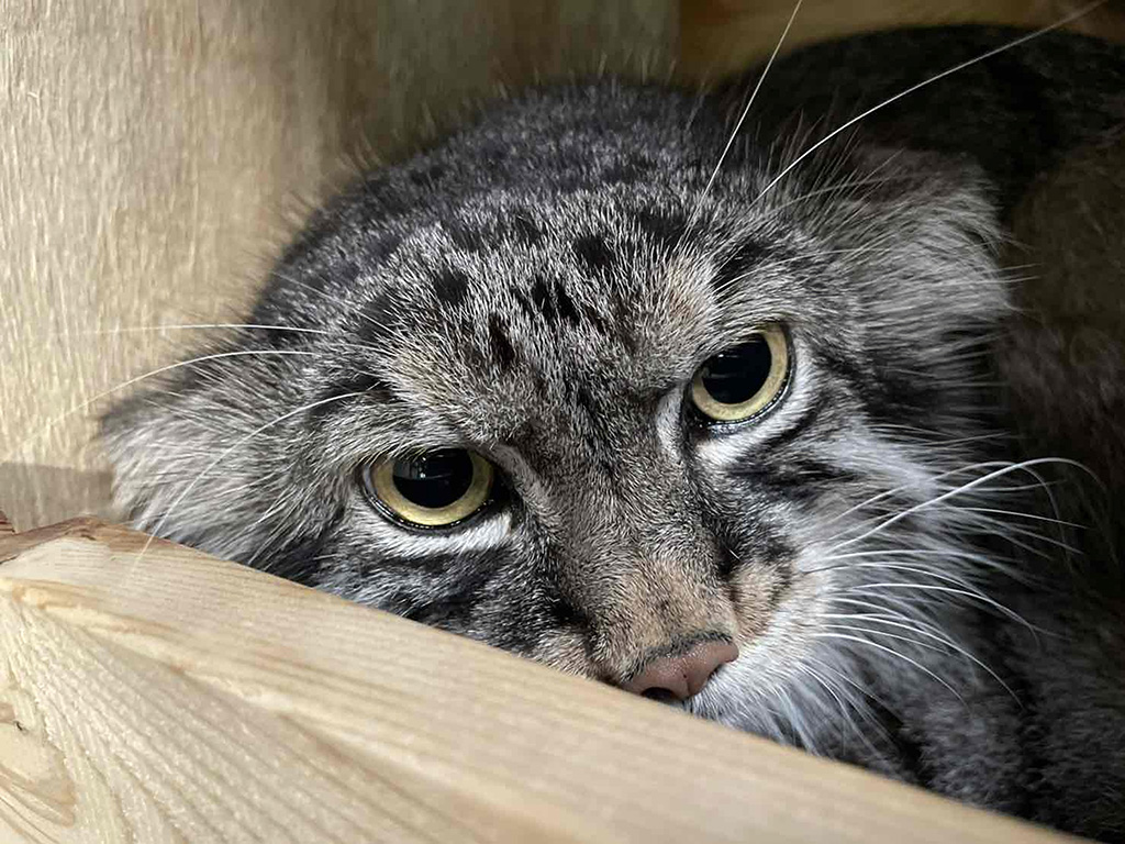 マヌルネコ「イーリス」/神戸市立王子動物園（兵庫県／神戸市）