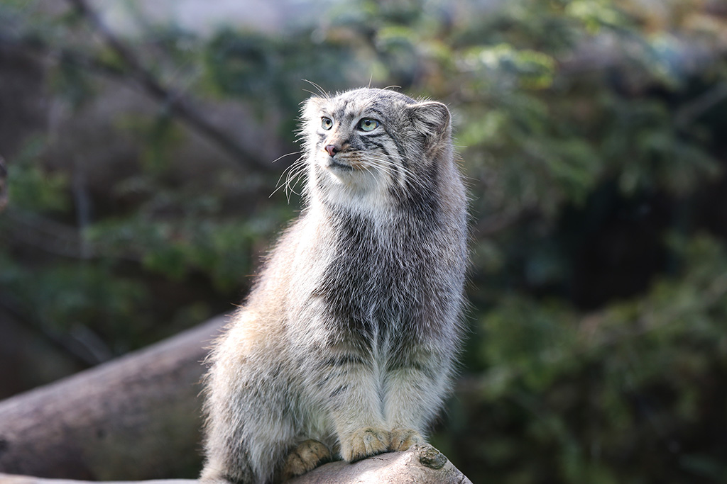 マヌルネコ「アズ」/神戸どうぶつ王国（兵庫県／神戸市）