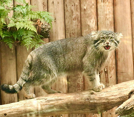 マヌルネコ「ナル」/神戸どうぶつ王国（兵庫県／神戸市）