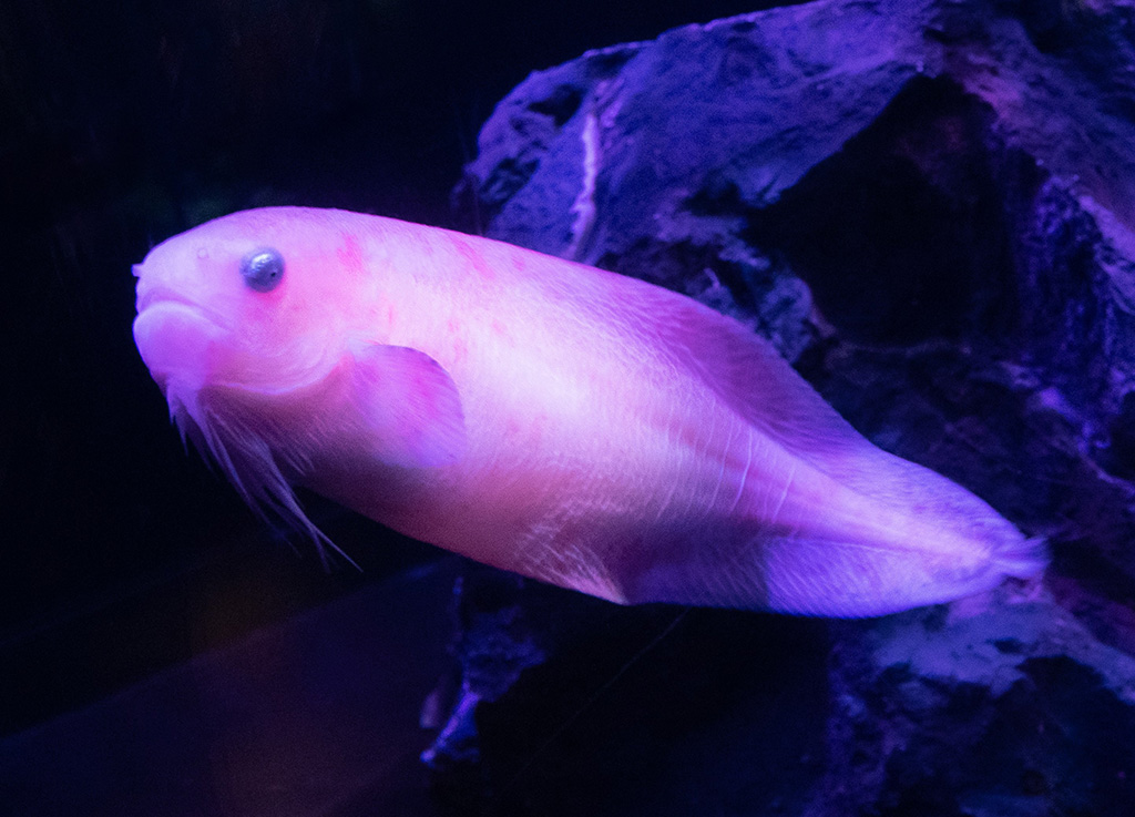 ザラビクニン/しながわ水族館（東京都/品川区）