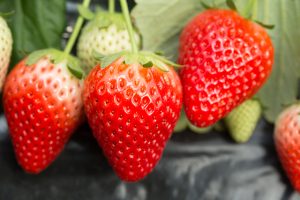 食べ放題！栃木県のスカイベリー狩りもできるいちご狩りスポット（～2025年5月頃）