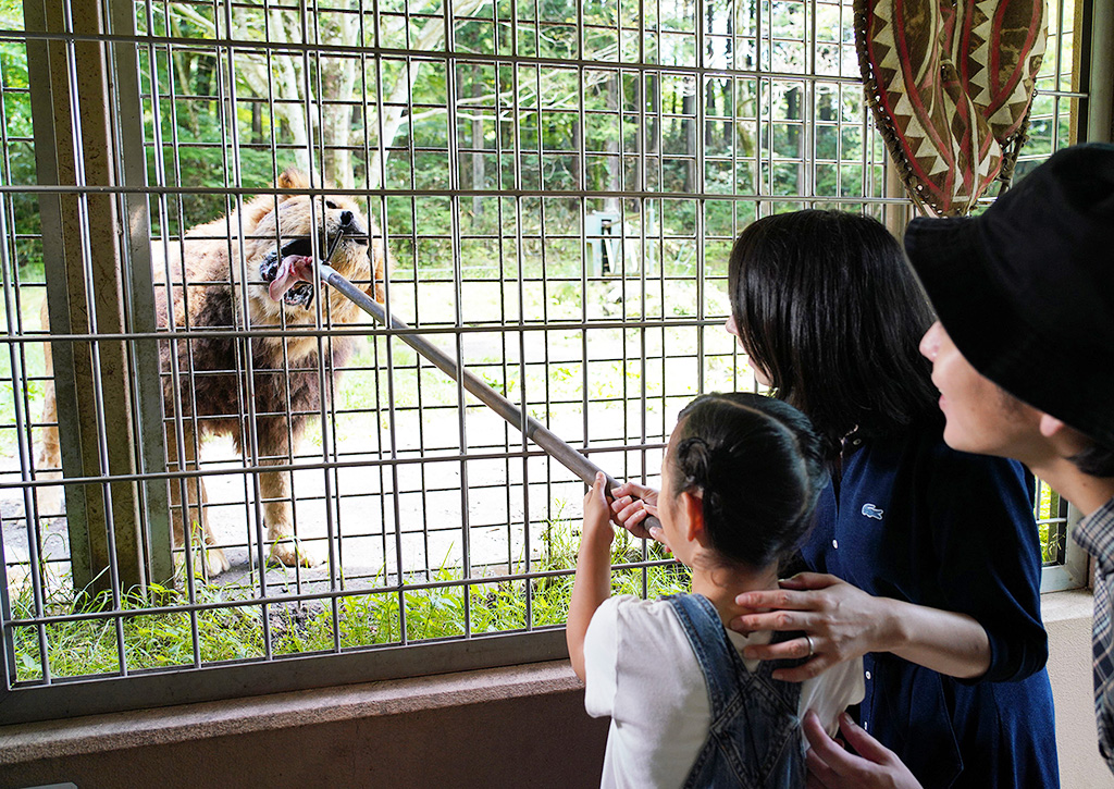 富士サファリパークのライオン（静岡県／裾野市）