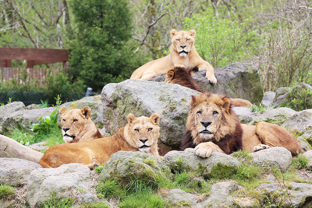 富士サファリパークにおけるライオンの「プライド」の様子（静岡県／裾野市）