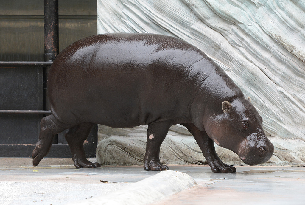 陸上を歩くコビトカバ