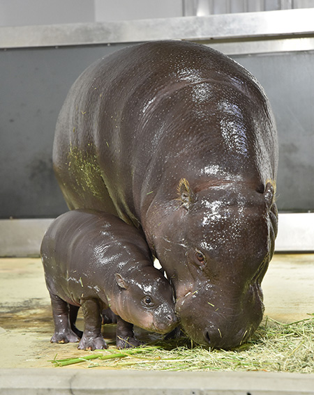 コビトカバの「ヤスコ」/いしかわ動物園（石川県／能美市）