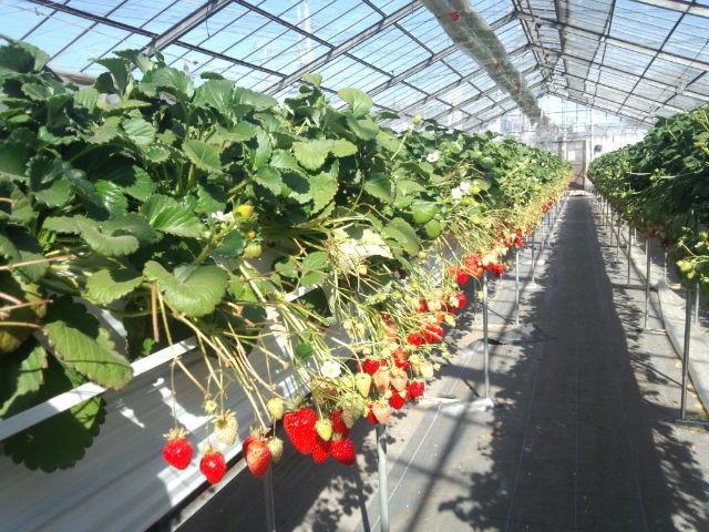 いちごハウス 伊藤園芸（前橋市）