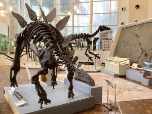 岐阜県の恐竜がいる博物館・テーマパークなど4選!骨格標本や恐竜アトラクションも