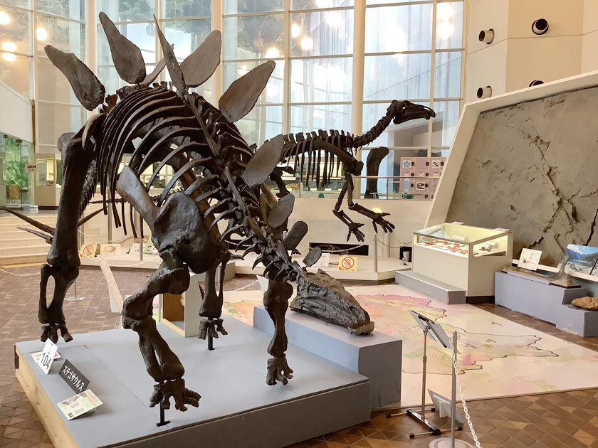 メインホールには、アロサウルスやイグアノドン、ステゴサウルスの骨格標本が展示されている／岐阜県博物館（岐阜県／関市）
