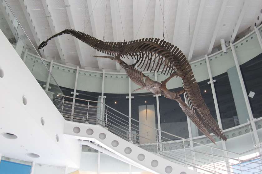 天井から吊り下げられている首長竜の化石（複製）／蒲郡市 生命の海科学館の外の（愛知県／蒲郡市）