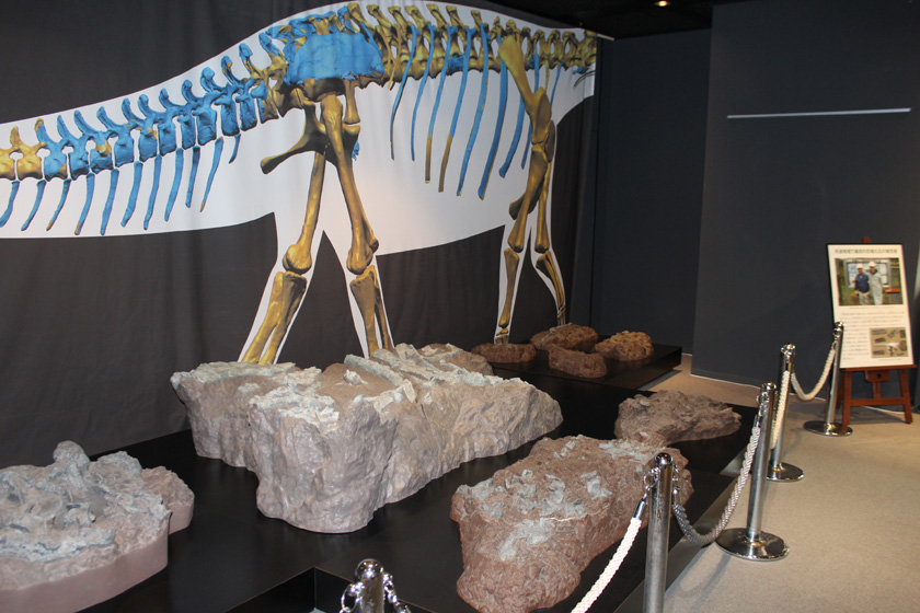 丹波の恐竜化石の展示／兵庫県立人と自然の博物館（兵庫県／三田市）